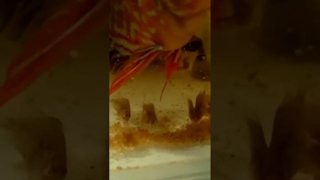 Дискусы. От икры до малька смотреть онлайн