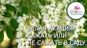 БЕЛАЯ АКАЦИЯ В САДУ