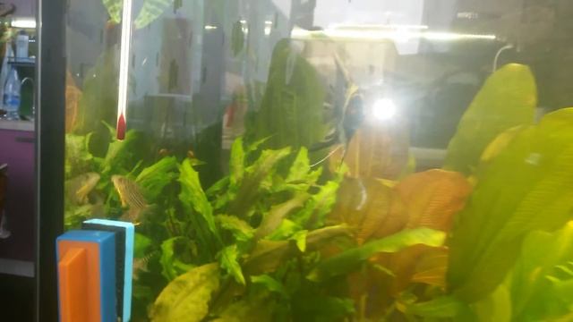 Коридорас штерба смотреть онлайн