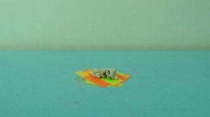 спящий сурок