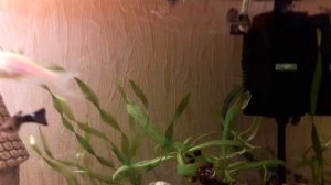 Внутренний фильтр DoPhin KF-150