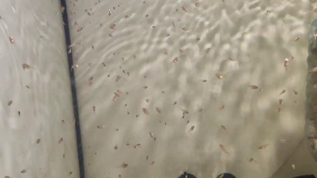 Скалярия рио нанай. От икры до малька смотреть онлайн