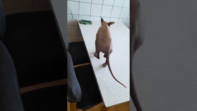 Это и есть Счастье🐈🥰 #моймир #счастьевпростом #радость #сфинкс #милыепитомцы #милыйкот #счастьеэто