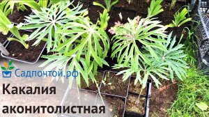 Какалия или синейлезис борцоволистный или аконитолистный, Syneilesis aconitifolia. #садпочтой