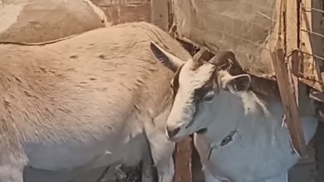 Сказка 
