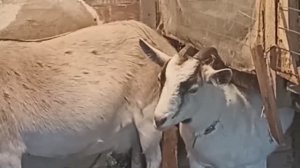 Сказка "Сестрица Алёнушка и братец Иванушка". Произошла в наше время.