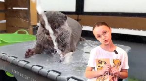 ВЫДРЫ / ЗАЧЕМ ВЫДРА ПОКАЗЫВАЕТ ДЕТЕНЫША?