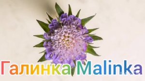 Мы родились в Сибири /Заврались совсем /Обзор Влогов /Мы родились в Сибири life /