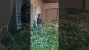 Кирмаки .кулканд .2018.?