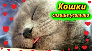 Спящие котики сладкие сны