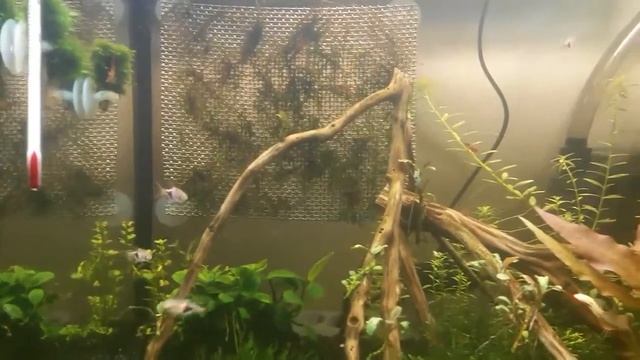 Расбора клинопятнистая (Trigonostigma heteromorpha) или Расбора Гетероморфа