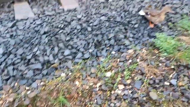 Утка с утятами на перегоне Симферополь Пассажирский - Чистенькая смотреть онлайн