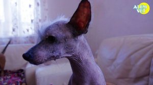 "СОБАЧИЙ РАЙ" - фильм о бездомных собаках и не только...