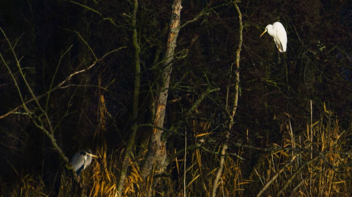 "МЕЛАНХОЛИЯ"... (Фото Евгении КАРПЕНКО (Берлин), музыка - Stive MORGAN (Вячеслава МОТКОВА, Кимры)