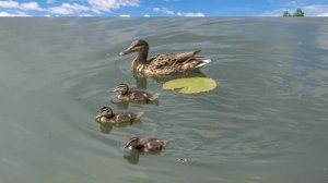 Димитровград-2019 Верхний пруд