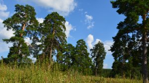 #барнуки #сосновоборск #пензенская #родина #память.mp4