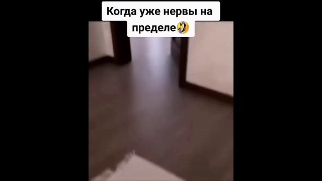 Забавные животные озвучка