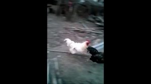 бои петухов