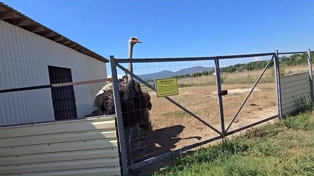 Крым. Страусиная ферма ШВЕЙЦАРСКИЙ ДВОР
