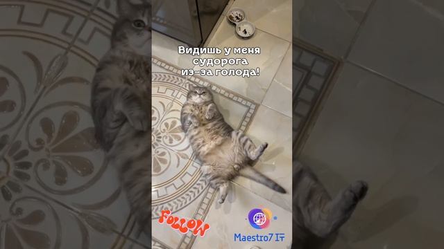 Обычный день кота 😺