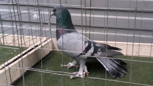 Бакинский голубь