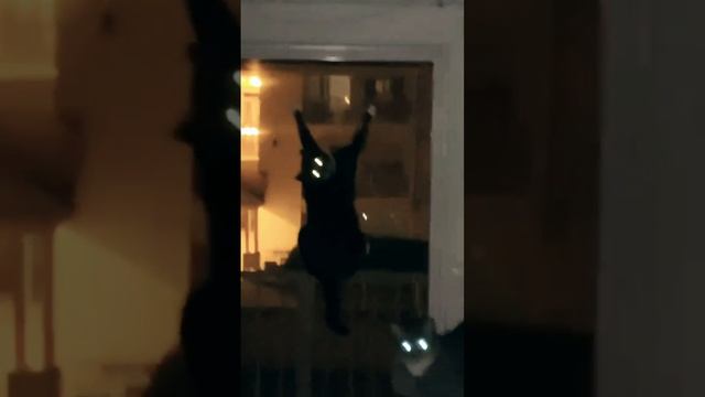 Ещё больше котиков в канале https://t.me/cotorai | #кот #кошка #котенок #котейка