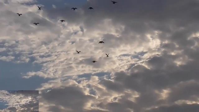 голуби - николаевские голуби - игра голубеи - полёт бабочки