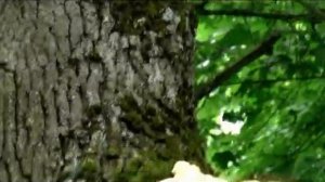 Грибы Куриное мясо. Трутовик серно-желтый, ТСЖ, вырос на большом дубе.