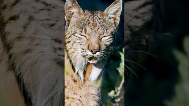Иберийская рысь: Испанская Гурманка  #кошки #дикаяприрода #рысь