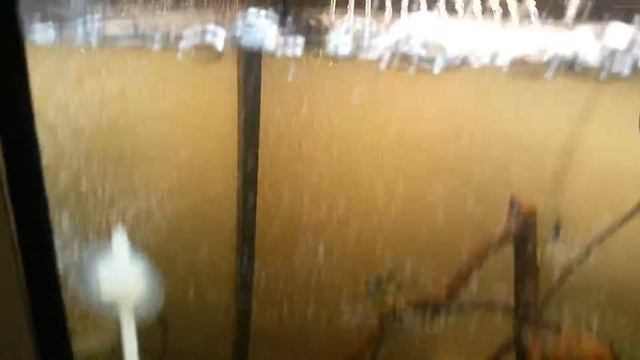 Травник с буцефаландрами. Самодельное освещение со светодиодными лампами. смотреть онлайн