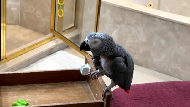 🔴🐦Einstein Parrot LIVE! 4/22/2024