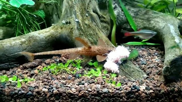 Кормление аулофорусом смотреть онлайн