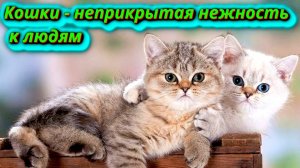 Безусловная любовь кошки и люди