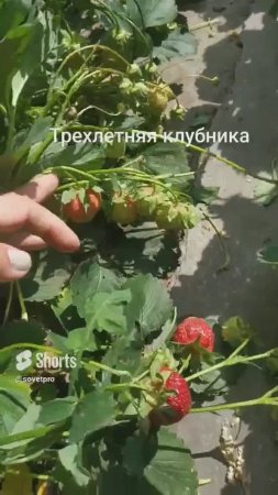 Каждый год будет большой урожай клубники