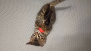 Детям о кошках