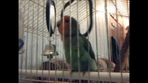 Говорящий Неразлучник