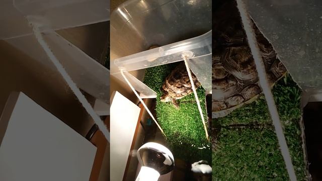 Красноухая черепаха. Остров-американка, без потери аквариумного пространства. смотреть онлайн