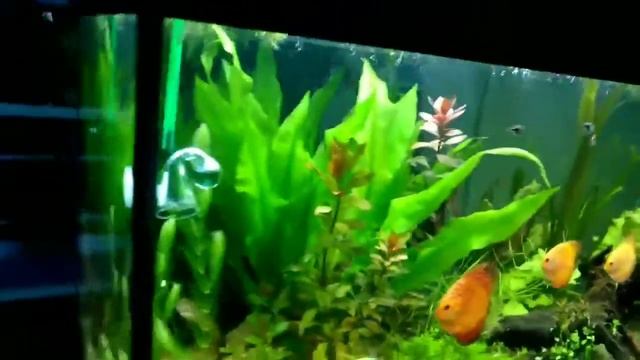 Дискусы в травнике. Аквариуму полтора года. смотреть онлайн