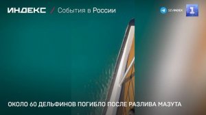 Около 60 дельфинов погибло после разлива мазута