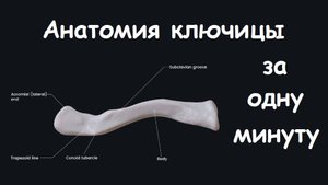 АНАТОМИЯ КЛЮЧИЦЫ