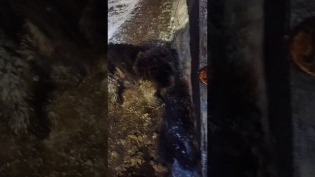 Мастер маскировки 😄