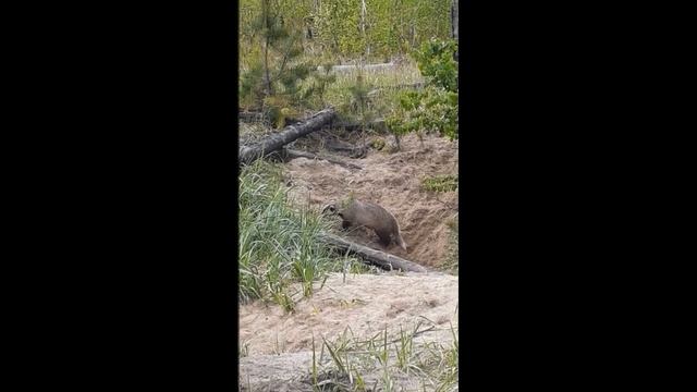 Барсуки смотреть онлайн