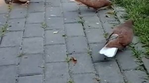 бескружные голуби Маркова А