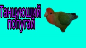 как сделать попугая в cmd