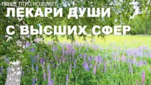 КОГДА ПОЮТ ПТИЦЫ - БОЛЕЗНИ УХОДЯТ. ЛЕСНЫЕ ПТИЦЫ ЭТО ЛЕКАРИ С НЕБЕС. ВОССТАНОВЛЕНИЕ НЕРВНОЙ СИСТЕМЫ.