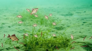 Мультфильм "Подводный мир Шустрика". 1 серия.