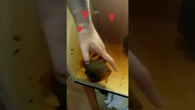 Дискусы. Любая рыба любит нежности. Мы в ответе за тех кого приручили. смотреть онлайн