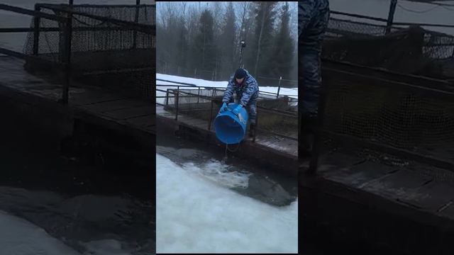 КРХ ТРИФОН