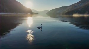 В России отмечается День заповедников. Впервые за 100 лет на Алтае увидели лебедя-шипуна