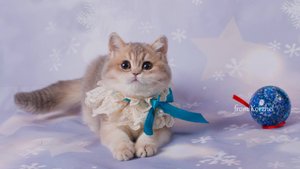 Котенок! Британская золотая голубая шиншиллп